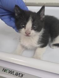 Shelter Stray Female Cat last seen , CA , Oakland, CA 94601