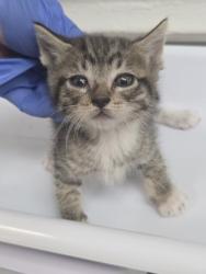 Shelter Stray Male Cat last seen , CA , Oakland, CA 94601