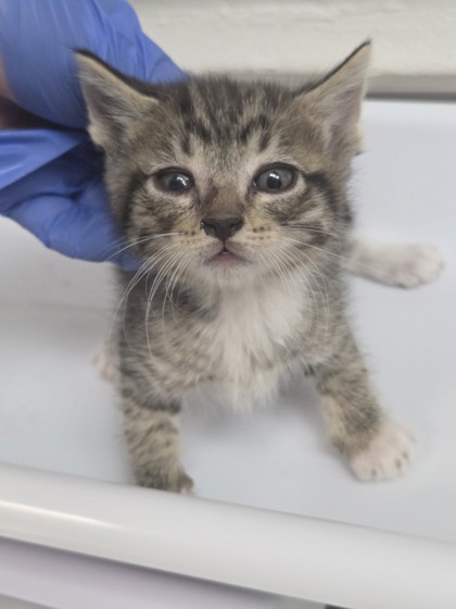 Shelter Stray Male Cat last seen , CA , Oakland, CA 94601