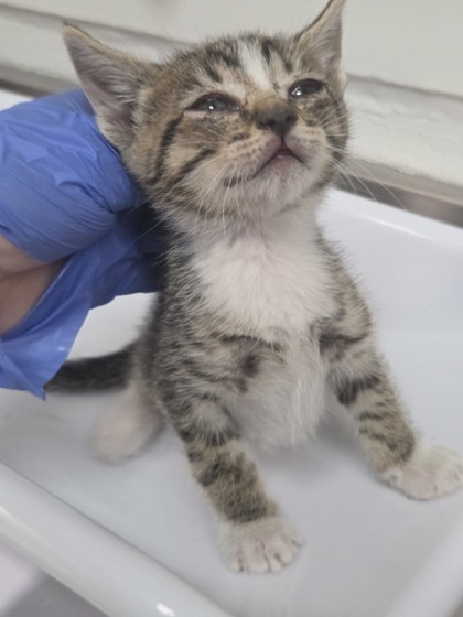 Shelter Stray Male Cat last seen , CA , Oakland, CA 94601