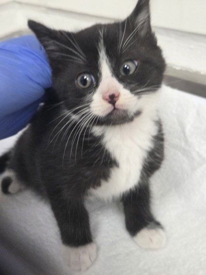 Shelter Stray Male Cat last seen Oakland, CA 94602, Oakland, CA 94601