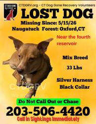 Lost Female Dog last seen Naugatuck State Forest, 4th reservoir, Oxford, CT 06478