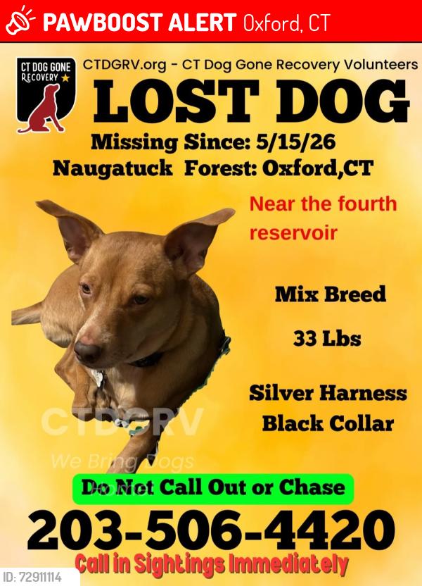 Lost Female Dog last seen Naugatuck State Forest, 4th reservoir, Oxford, CT 06478