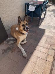 Found/Stray Female Dog last seen Aviation highway, Tucson, AZ 85726