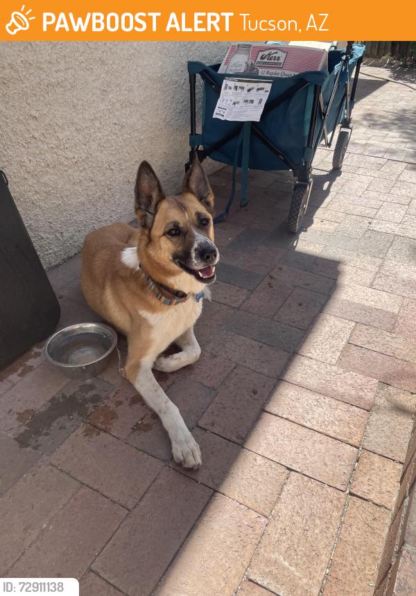 Found/Stray Female Dog last seen Aviation highway, Tucson, AZ 85726