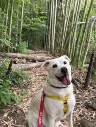 Shelter Stray Female Dog last seen Near River Road, Ellenwood, Georgia, 30294, 30294, GA, Atlanta, GA 30341