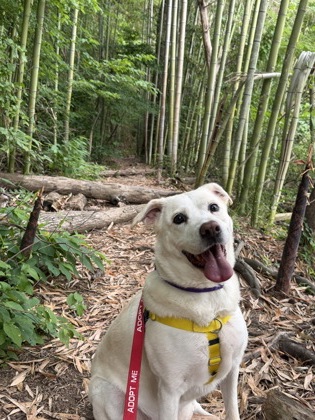 Shelter Stray Female Dog last seen Near River Road, Ellenwood, Georgia, 30294, 30294, GA, Atlanta, GA 30341