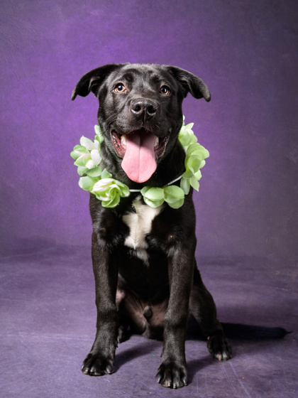 Shelter Stray Male Dog last seen Hapeville, GA 30354, Atlanta, GA 30336