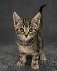 Shelter Stray Female Cat last seen California and Brawley, Fresno Zone Fresno CO 2 93706, CA, Fresno, CA 93706