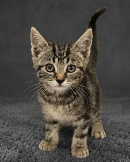 Shelter Stray Female Cat last seen California and Brawley, Fresno Zone Fresno CO 2 93706, CA, Fresno, CA 93706