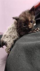 Shelter Stray Female Cat last seen El Paso, TX 79904, Fort Bliss, TX 79906