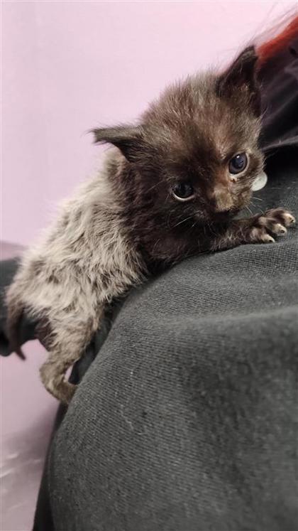Shelter Stray Female Cat last seen El Paso, TX 79904, Fort Bliss, TX 79906