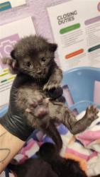 Shelter Stray Female Cat last seen El Paso, TX 79904, Fort Bliss, TX 79906