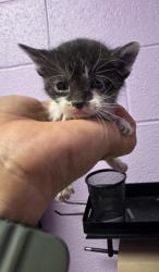 Shelter Stray Female Cat last seen Horizon City, TX 79928, Fort Bliss, TX 79906