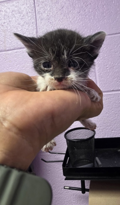 Shelter Stray Female Cat last seen Horizon City, TX 79928, Fort Bliss, TX 79906