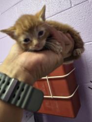 Shelter Stray Male Cat last seen Horizon City, TX 79928, Fort Bliss, TX 79906