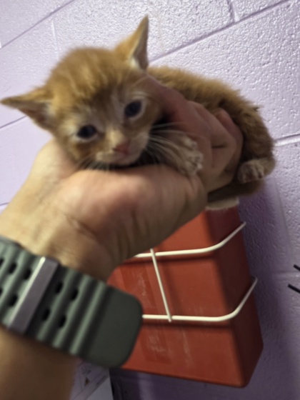 Shelter Stray Male Cat last seen Horizon City, TX 79928, Fort Bliss, TX 79906