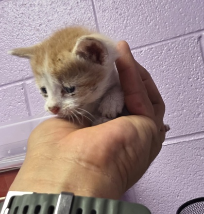 Shelter Stray Male Cat last seen Horizon City, TX 79928, Fort Bliss, TX 79906