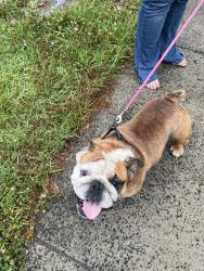 Reunited Male Dog last seen Mallard Creek Stem Academy, Charlotte, NC 28269