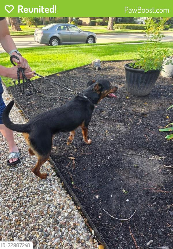 Reunited Male Dog last seen Cypresswood Dr and Mantana Dr, Spring, TX 77388