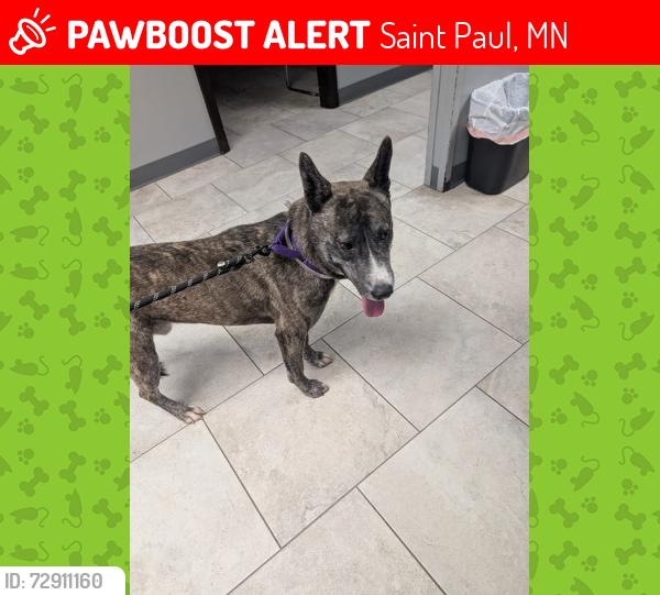 Lost Male Dog last seen Randolph and sheppard, Saint Paul, MN 55102