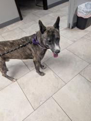Lost Male Dog last seen Randolph and sheppard, Saint Paul, MN 55102