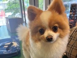 Reunited Male Dog last seen Rupert and Euclid Ave, Vancouver, BC V5R 2J8