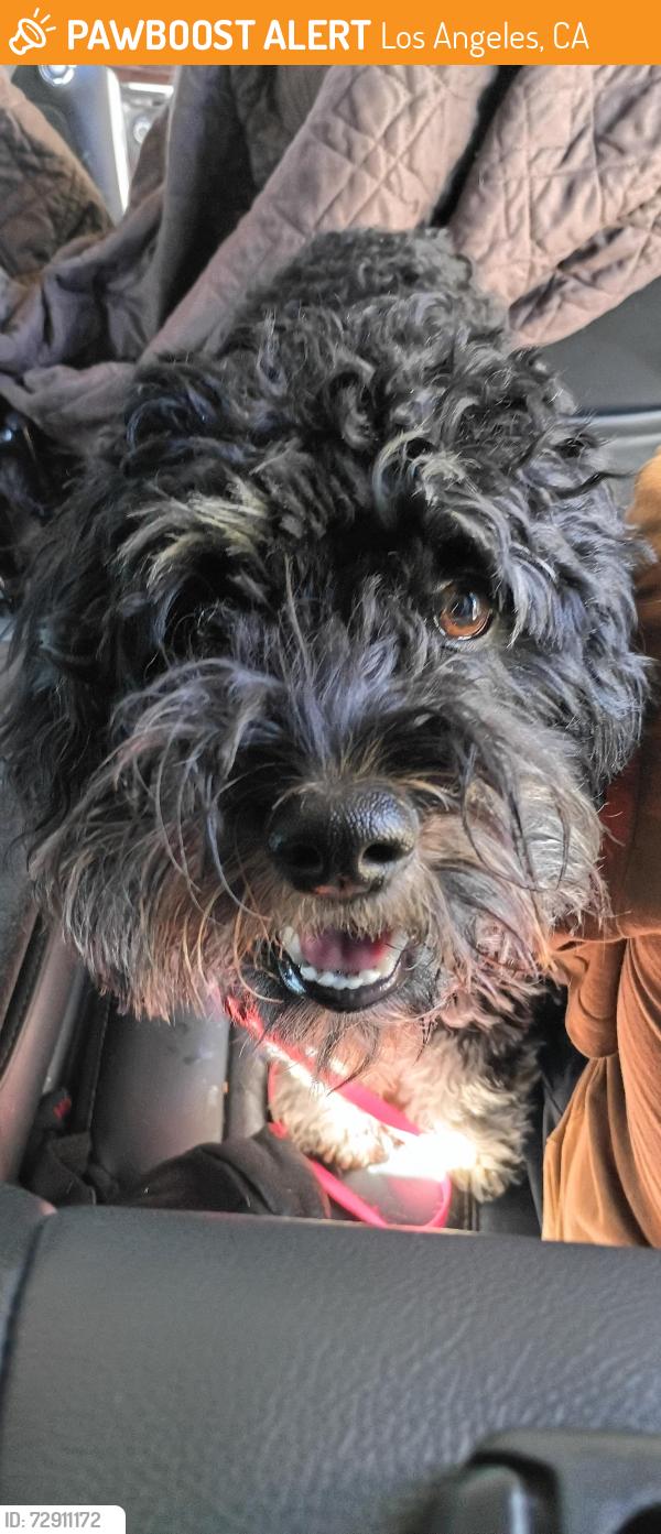 Found/Stray Female Dog last seen Nordhoff and Desoto, Los Angeles, CA 91304