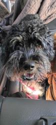 Found/Stray Female Dog last seen Nordhoff and Desoto, Los Angeles, CA 91304