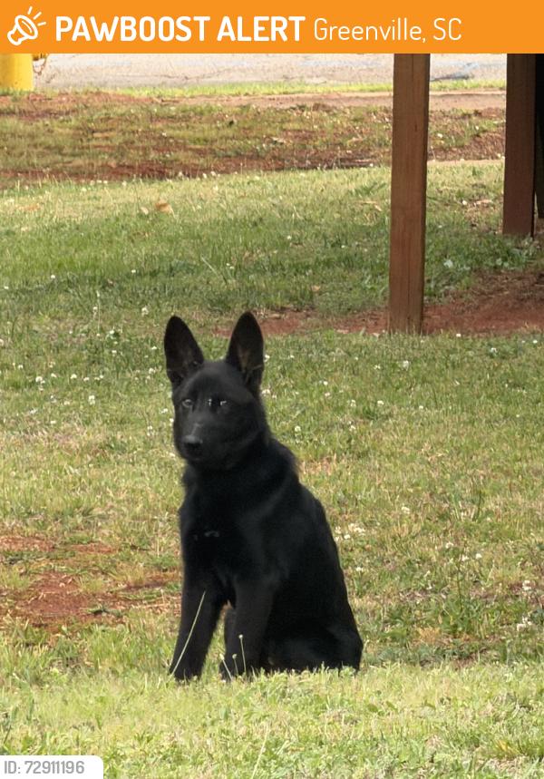 Found/Stray Unknown Dog last seen Old Buncombe Rd, Kerns Ave, Greenville, SC 29609