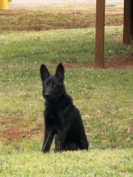 Found/Stray Unknown Dog last seen Old Buncombe Rd, Kerns Ave, Greenville, SC 29609