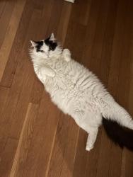 Lost Female Cat last seen Near sunnyridge ave , Fairfield, CT 06824