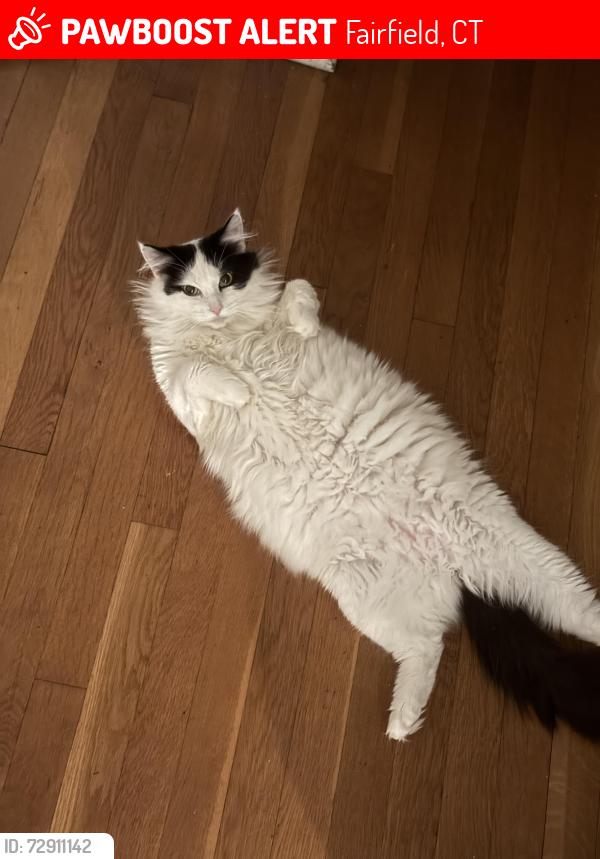 Lost Female Cat last seen Near sunnyridge ave , Fairfield, CT 06824