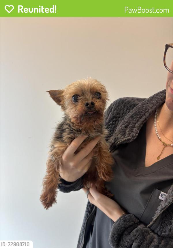 Reunited Male Dog last seen In front of Annett Perry Elementary school on main street, Mansfield, TX 76063