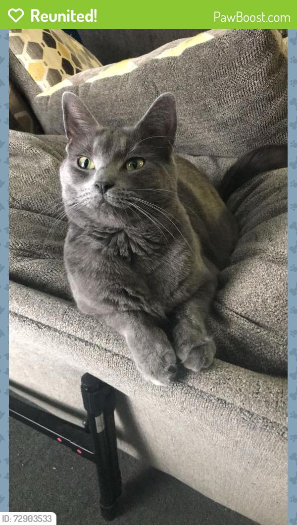 Reunited Female Cat last seen Park St. Riverside Yacht Club, Medford, MA 02155