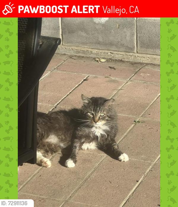 Lost Male Cat last seen Corner of Greenmont/Devlin, Vallejo, CA 94591