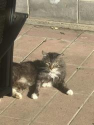 Lost Male Cat last seen Corner of Greenmont/Devlin, Vallejo, CA 94591