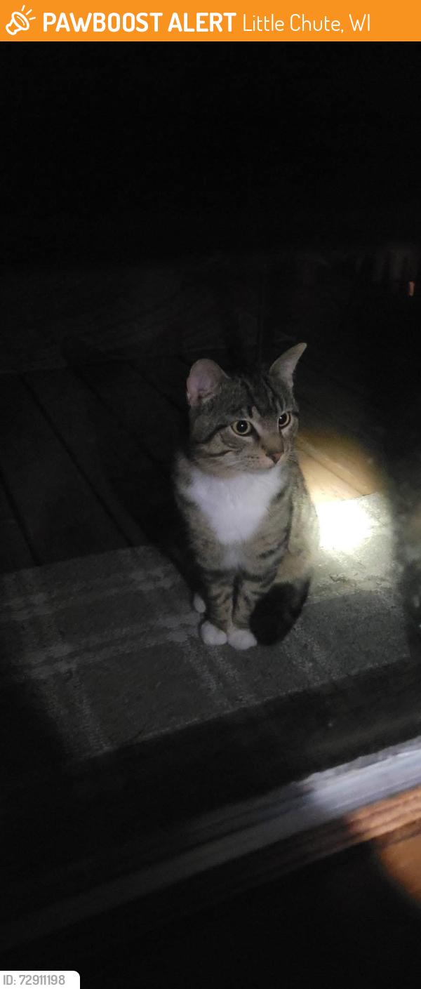 Found/Stray Unknown Cat last seen Little chute Jackson st, Little Chute, WI 54140