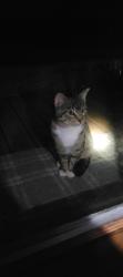 Found/Stray Unknown Cat last seen Little chute Jackson st, Little Chute, WI 54140