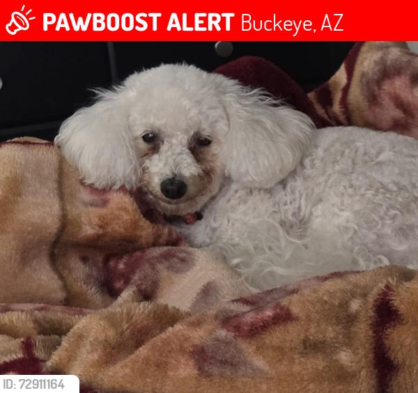 Lost Female Dog last seen Pima Rd and Baseline, Buckeye, AZ 85326