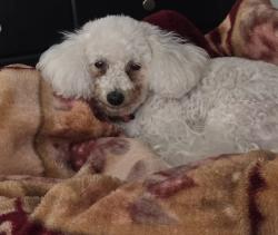Lost Female Dog last seen Pima Rd and Baseline, Buckeye, AZ 85326