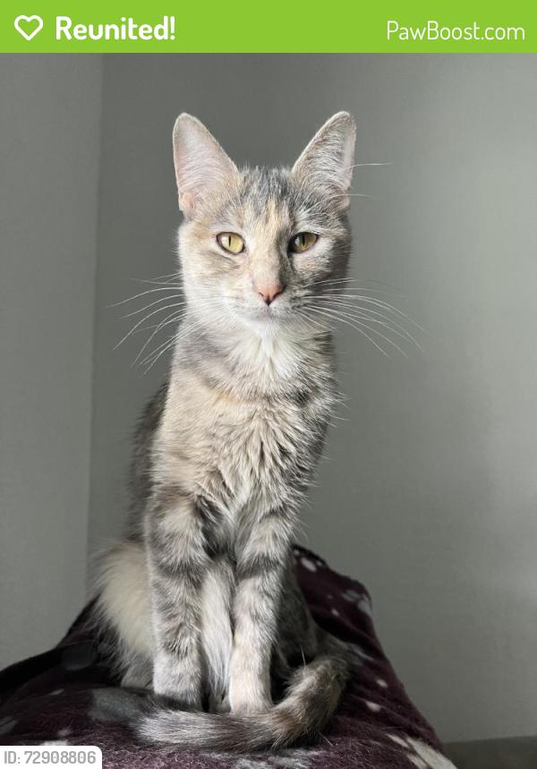 Reunited Female Cat last seen Near S Oxford St, Indianapolis, IN 46201, USA, Indianapolis, IN 46201