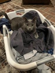 Found/Stray Male Cat last seen Boot and Green Hll Roads, West Chester, PA 19380