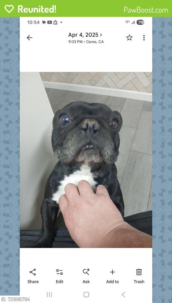 Reunited Male Dog last seen Alphonse mitc, Ceres, CA 95307