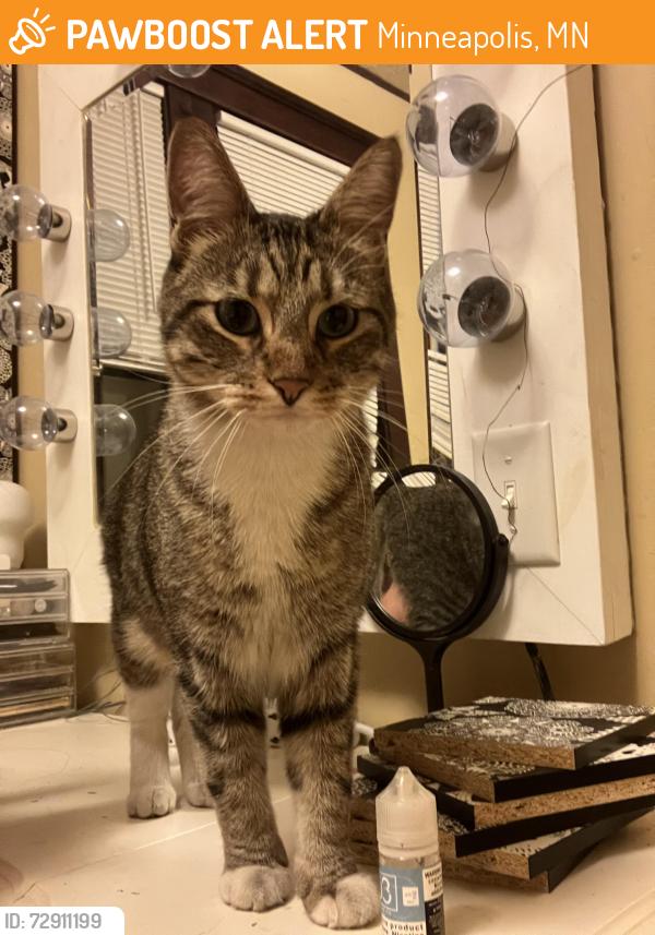 Found/Stray Male Cat last seen 22nd Ave NE & 6th ST NE, Minneapolis, MN 55418