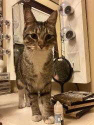 Found/Stray Male Cat last seen 22nd Ave NE & 6th ST NE, Minneapolis, MN 55418