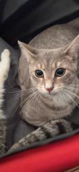 Reunited Male Cat last seen Near s 53rd ave, Cicero, IL 60804