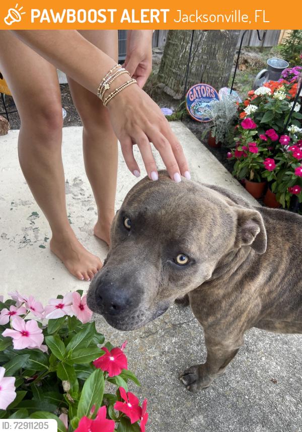 Found/Stray Male Dog last seen Gumwood and Fernglen drive, Jacksonville, FL 32277