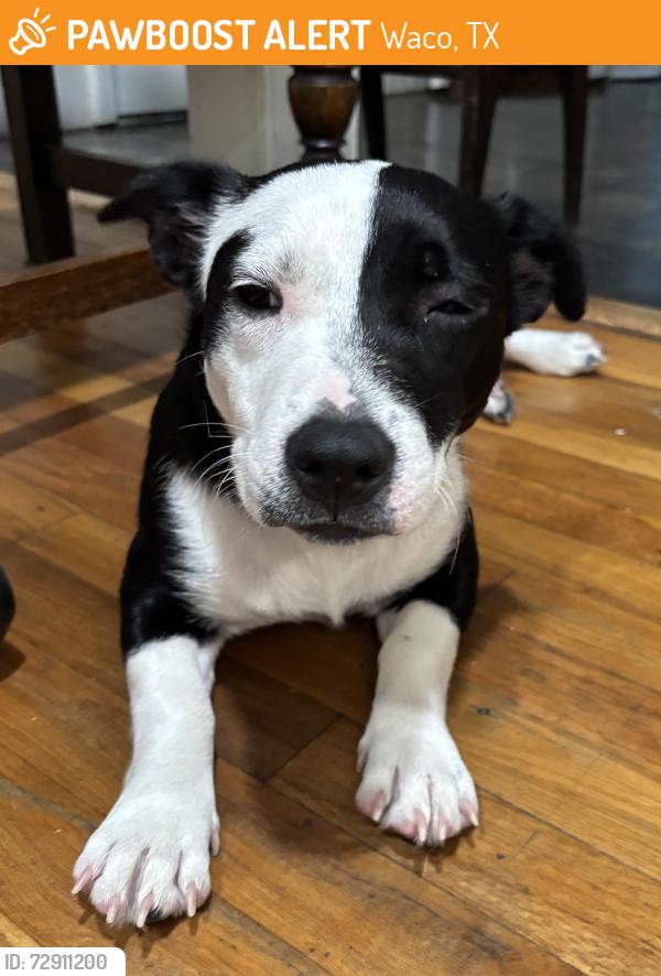 Found/Stray Female Dog last seen Chateau and Chateau, Waco, TX 76710