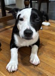 Found/Stray Female Dog last seen Chateau and Chateau, Waco, TX 76710